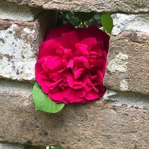 Meet your Posher, Jodie